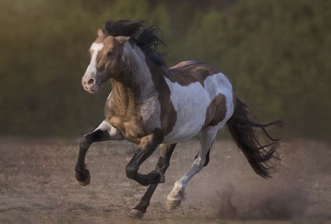 Horse Running Front View, Animal Cuddles, Cheval Pie, Animal Composition, Horse In Motion, Horse Poses, Animal Poses, Horse Adventure, Wild Horses Running