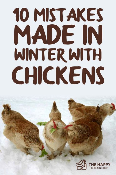 Feeding Chickens In Winter, Chicken Coop Landscaping Plants, Winter Chicken Treats, Winterized Chicken Run, Winter Treats For Chickens, Winter Chicken Waterer, Chicken Treats For Winter, 10 Chicken Coop Plans, Homesteading Checklist