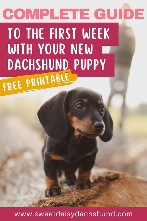 Bringing a dachshund puppy into your home is a big commitment but also an incredibly rewarding experience. As you embark on this journey, it’s important to know how to navigate your way through the first week with your new pup. Our complete guide to the first week with your new dachshund puppy will give you all the essential information you need for a smooth transition for you and your doxie pup. #dachshund #miniaturedachshund #dachshund puppies #dogtraining #dogcare Puppy Planning, Puppy Feeding Schedule, Dachshund Tips, Mini Doxie, Puppy Things, Dachshund Puppy Training, Miniature Dachshund Puppies, Dachshund Stuff, Dachshund Breed