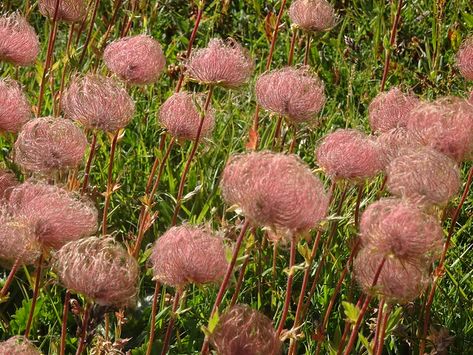 Creeping avens (Geum reptans) Creeping Avens, Rose Family, Drought Tolerant Plants, Lavender Sachets, Drought Tolerant, Cotton Candy, Yellow Flowers, Perennials, The Garden