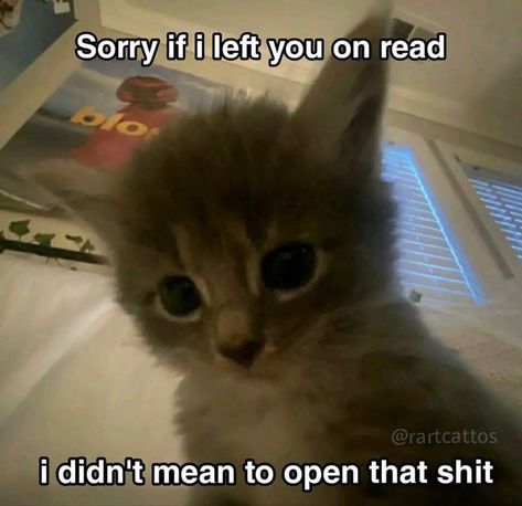 Reading Meme, Silly Cats Pictures, Silly Animals, Cat Quotes, Cute Memes, Funny Cute Cats, Fb Memes, Silly Cats, Quick Jokes