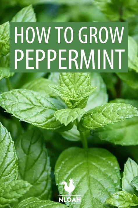 Everything you need to know about growing peppermint. careful, as it can be a pretty invasive plant! #peppermint #gardening Grow Peppermint Indoors, Peppermint Plant Indoor, Things To Do With Peppermint Leaves, How To Care For Peppermint Plant, How To Grow Peppermint, Peppermint Plant Uses, Pepermint Plant, Planting Peppermint, Growing Peppermint