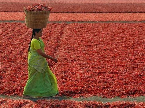 Synthite expands chilli contract farming in AP | Business Line Chilli Photography, Chilli Farming, Agriculture Photography Philippines, Indian Agriculture Photos, Punjab Agriculture, Chilli Plant, Crop Field, Female Farmer, Dried Chillies