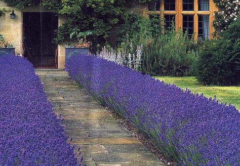 Lavender Walkway, Lavender Hedges, Lavender Path, Lavender Hedge, Driveway Entrance Landscaping, Front Porch Flowers, Orchard House, Outdoor Living Space Design, Small Garden Landscape