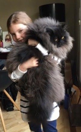 Sick Kitten, Meme Chat, Huge Cat, Huge Dogs, Norwegian Forest Cat, Cat Facts, Fluffy Cat, Maine Coon, Pretty Cats