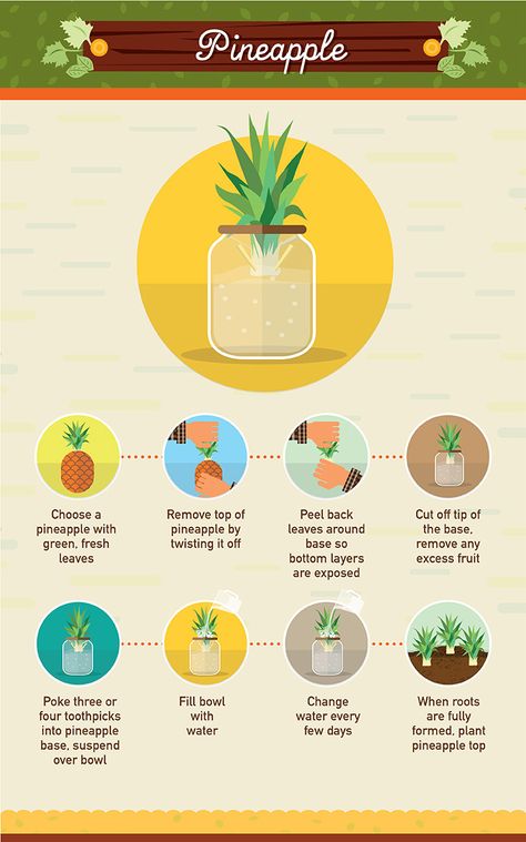 Pineapple - Regrow your left over fuit and vegetables part 2 Regrow From Scraps, Avocado Seed Growing, Regrow Vegetables, Growing Pineapple, Pineapple Planting, Grow Avocado, Avocado Seed, Growing Veggies, Food Scraps