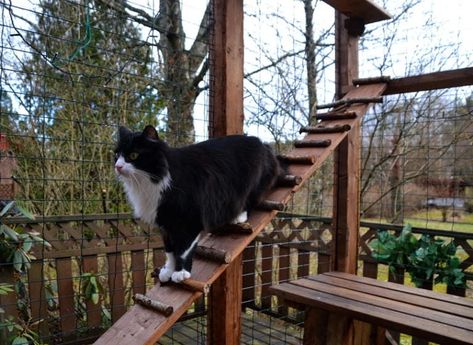 6 DIY Cat Ramp Plans You Can Make Today (With Pictures) (With Free Shipping) | Hepper Modern Cat Furniture Diy Cat Ramp, Excited Cat, Catio Ideas, Cat Ramp, Cat Safe Plants, Cat Ladder, Cat Stairs, Cat Patio, Outdoor Cat Enclosure