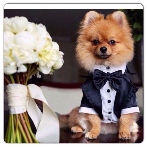 Formal Dog, Dog Wedding Attire, Dog Tuxedo, Dog Suit, Wedding Tuxedo, Wedding Pets, Boy Dog, Tuxedo Wedding, Dog Wedding