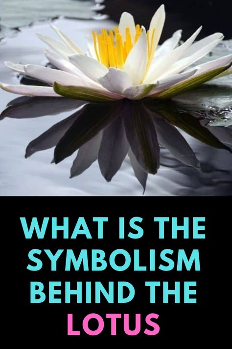 The lotus flower is an aquatic plant that plays a central role in Indian religions such as Hinduism, Buddhism, Sikhism, and Jainism. Learn the meaning of the lotus flower.  #lotus, #lotusflower, #lotusflowermeaninginchristianity, #lotusflowerquotes, #lotusflowermeaningstrength, #bluelotusflowermeaning White Lotus Meaning, Lotus Flower Art Design, Lotus Flower Color Meaning, Lotus Symbol Meaning, Floral Meanings, Meaning Of Lotus Flower, Lotus Symbolism, Lotus Meaning, Nature Signs