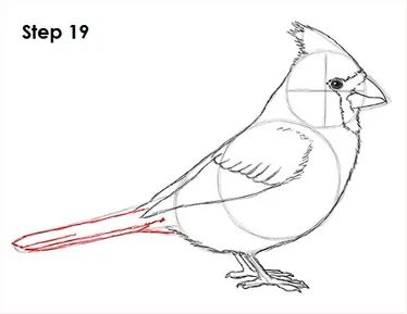 Cardinal Bird Drawing 19 Cardinal Drawings, Cardinal Bird Drawing, Red Bird Drawing, Draw A Cardinal, Cardinal Illustration, Cardinal Drawing, Wildlife Drawings, Cardinal Birds Art, Animal Tutorial