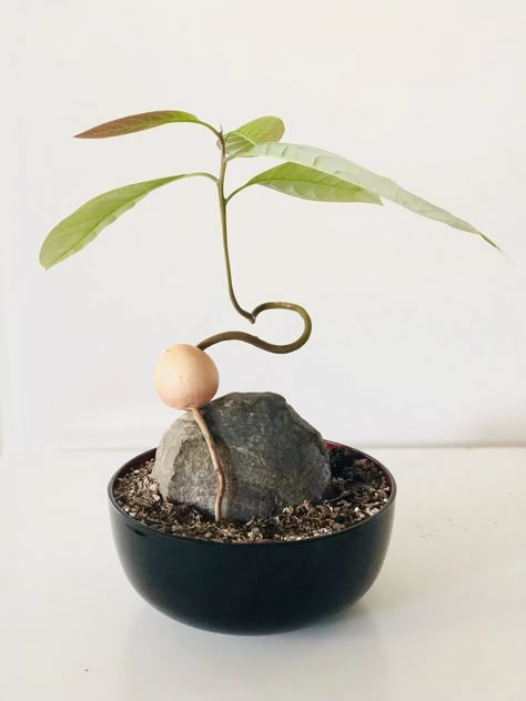 Avocado Bonsai, Green Roof Garden, Avocado Plant, Succulent Bonsai, Avocado Tree, Plant Projects, Deco Nature, Plant Decor Indoor, Interior Plants