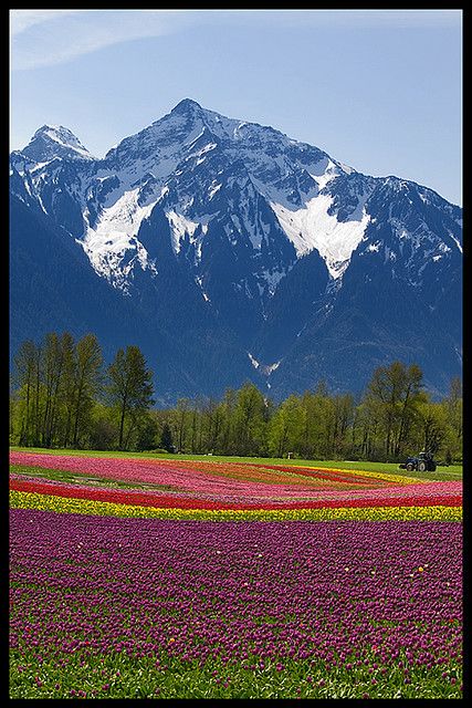 Tulips under Mount Cheam, Fraser Valley, British Columbia Fraser Valley Bc, West Coast Canada, Coastal Inspiration, Landscape Images, Fraser Valley, Visit Canada, Sea Birds, Travel Trip, Flower Field