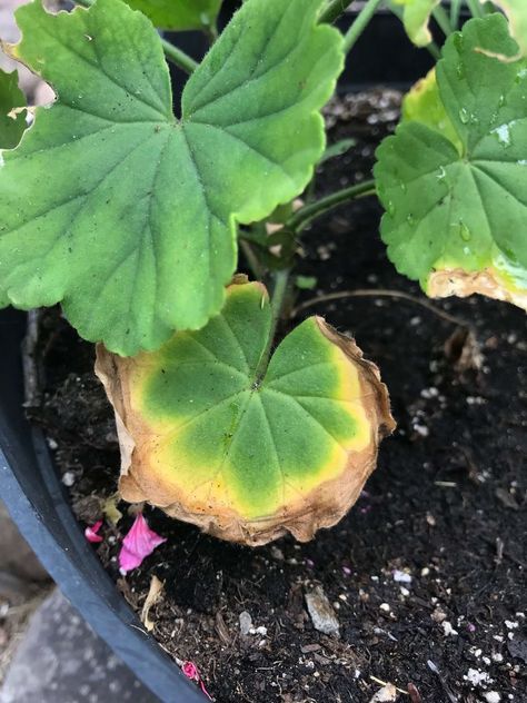 Why Your Geranium Leaves Are Turning Yellow and Solutions — Gardening, Herbs, Plants, and Product Reviews Coral Geraniums In Pots, Pink Geranium Planter Ideas, How To Care For Geraniums In Pots, Geraniums In Pots Ideas, Geraniums In Containers, Impatients Flowers, Yellow Leaves On Plants, Geranium Planters, Impatient Flowers