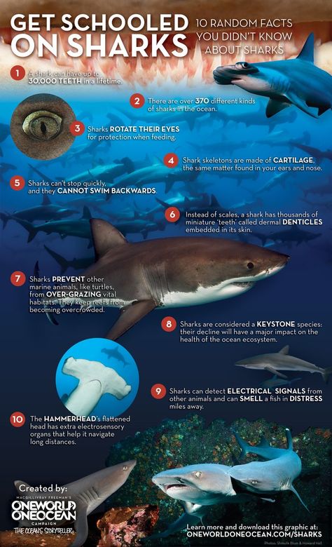 10 Random Facts You Didn't Know About Sharks Fun Facts About Sharks, Interesting Infographics, Shark In The Ocean, Science Infographics, Shark Conservation, Get Schooled, Types Of Sharks, Shark Facts, Cool Sharks