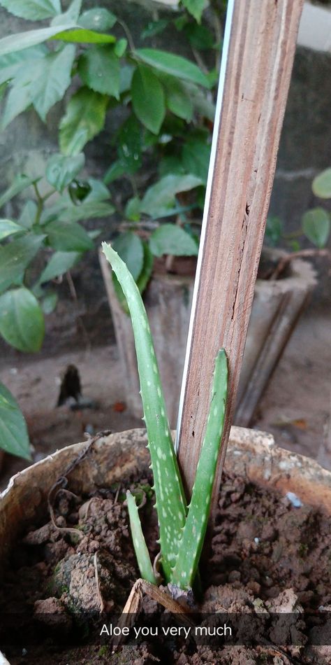 Indoor plant, terrace garden Terrace Snap, Plant Terrace, Plant Snap, Snap Streak Ideas, Study Snaps, Study Snaps Ideas, Cloud Quotes, Snapchat Ideas, Streak Ideas