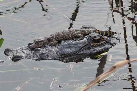 Crocodile Pictures, Okeechobee Florida, American Alligator, Big Scary, February 9, Crocodiles, Sea Monsters, Reptiles And Amphibians, Amphibians