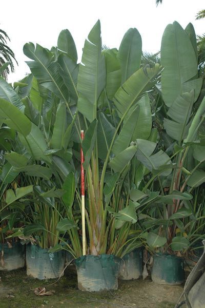 Giant Bird Of Paradise, Travelers Palm, Strelitzia Nicolai, Pathway Landscaping, Tropical Flower Plants, Zone 7, Tropical Tree, Backyard Pool Designs, House Plants Decor