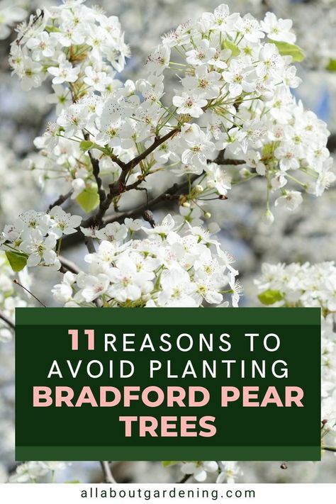 In this article, our gardening expert shares some of the top reasons you need to avoid Bradford Pear trees in your garden or home landscape plans this season. Come check it out! Ornamental Pear Tree, Small Ornamental Trees, Bradford Pear Tree, Flowering Pear Tree, Fringe Tree, Home Landscape, Pear Recipes, Pear Trees, Pear Tree