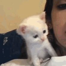 Cat Kiss GIF - Cat Kiss Gatinho - Discover & Share GIFs Cat Kiss Gif, Cat Kiss, Kitty Kisses, Kiss Gif, New Kitten, Old Cats, Best Pics, Fun Games, Hanging Out