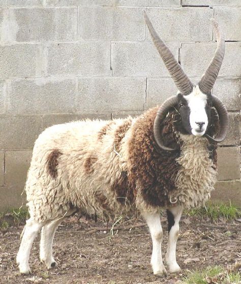 Jacobs Sheep, Sheep Horns, Jacob Sheep, Sheep Breeds, Counting Sheep, Sheep Farm, Sheep And Lamb, Mule Deer, Manx