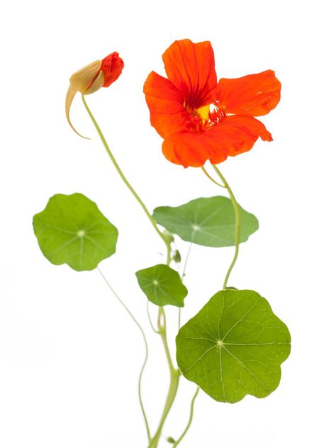 My Nasturtiums Are Leggy: Tips For Pruning Leggy Nasturtiums Nasturtium Drawing, Contemporary Botanical Art, Companion Gardening, Flower Cottage, Flower Silhouette, Plant Tattoo, Watercolor Projects, Plant Drawing, Watercolor Flowers Paintings