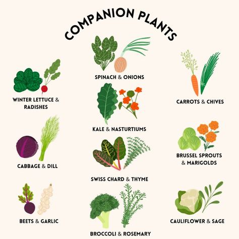 Fall Companion Planting, Palette Herb Garden, Cucumber Companion Plants, Planting Veggies, Herb Companion Planting, Fall Vegetable Garden, Garden Core, Growing Radishes, Vegetable Planting Guide