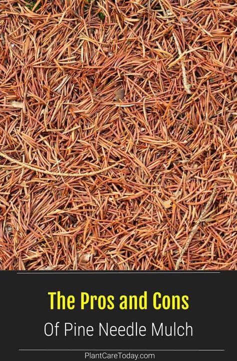 Pine needle mulch: Learn what are the pros and cons of using pine need mulch in your garden. Which plants like it and do best with it. Pine Needle Mulch, Pine Straw Landscaping, Makeup Looks Winter, Garden Mulch, Straw Mulch, Types Of Mulch, Mulch Landscaping, Wood Mulch, Acid Loving Plants