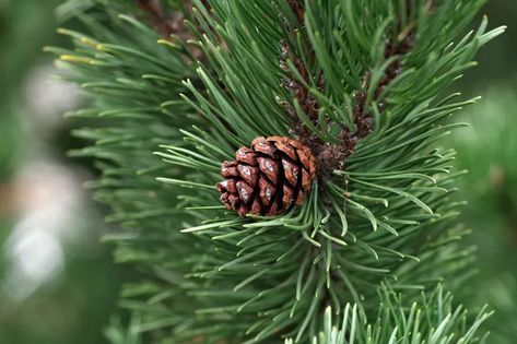 Pine Needles: How To Cook With Chefs' Favourite Foraged Ingredient - Great British Chefs Pine Needle Tea, Fake Christmas Trees, Apricot Tree, Great British Chefs, Aromatic Oils, Essential Oils For Hair, Citrus Oil, Best Essential Oils, Aromatherapy Oils