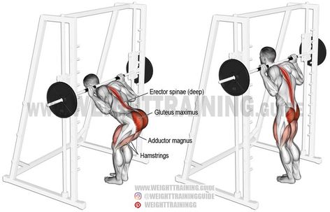 Smith Machine Workout, Erector Spinae, Glute Isolation, Activation Exercises, Isolation Exercises, Good Mornings Exercise, Gluteus Maximus, Stomach Exercises, Good Back Workouts