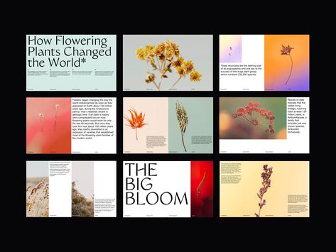 Bruno Borella - The Big Bloom Presentation flowers slides pitch deck presentation template deck presentation presentation design web design minimalist whitespace photography modern layout typography minimal – SAVEE Agency Aesthetic, Presentation Aesthetic, Creative Presentation Design, Brand Deck, Pitch Deck Presentation, Deck Layout, Presentation Deck, Presentation Design Layout, Beauty Of Flowers