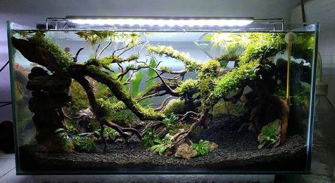 Fish Tank Themes, Betta Fish Types, Aquascape Design, Aquarium Heater, Nano Aquarium, Fishing Room, Aquarium Landscape, Fish Tank Plants, Aquarium Design