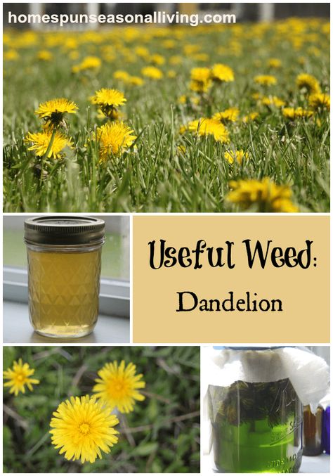 Take advantage of the useful weed dandelion for food and medicine this spring. Dandelion Uses, Dandelion Oil, Wild Foraging, Seasonal Living, Dandelion Root, Healing Plants, Wild Edibles, Wild Food, Wild Plants