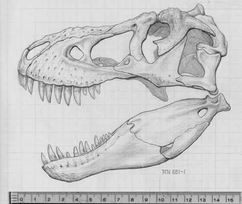 T-rex skull T Rex Skeleton Drawing, Dinosaur Skull Sketch, T. Rex Skull, Dino Skull Drawing, Trex Skull Drawing, T Rex Skull Drawing, Trex Skull Tattoo, T Rex Skull Tattoo, Trex Skull