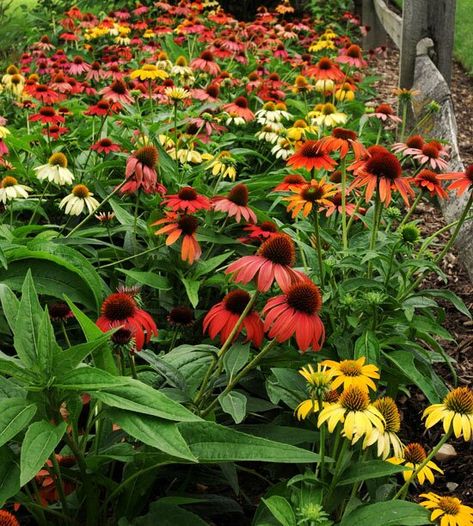 Echinacea Cheyenne Sky Echinacea Tea Benefits, Plants In Containers, Echinacea Benefits, Yard Landscape Ideas, High Country Gardens, Bee Friendly Garden, Echinacea Tea, Landscape Backyard, Sunny Garden