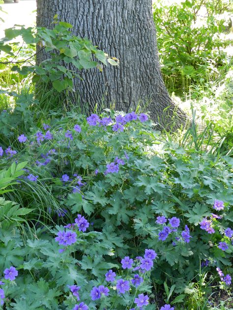 Outdoor Inspirations, Shade Plants, Shade Garden, Geraniums, Lush, My Flower, Cottage Garden, Blue Flowers, Perennials