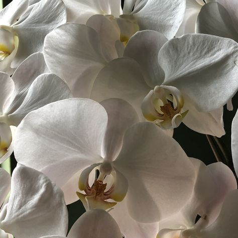 Aesthetic Orchids, Aesthetic Orchid Flowers, White Orchid Aesthetic, Orchids White, Orchid Asethic, Perfect Weather, White Orchids, Star Girl, Orchid Flower