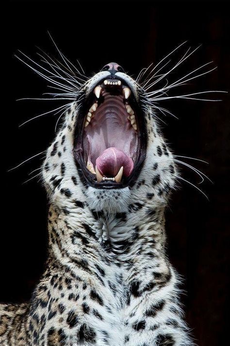 Leopard with its mouth open Jungle Fever, Cheetahs, Leopards, Wild Life, Animal Wallpaper, White Photo, Animal Planet, Animal Photo, Beautiful Cats