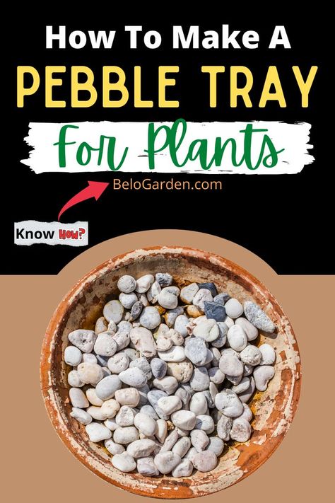 Pebble tray making tips for Plants Plant Trays Ideas, Pebble Trays For Plants, Parent Tips, Plant Tips, Stone Plant, Water Tray, Diy Christmas Decor, Plant Tray, Plants Ideas