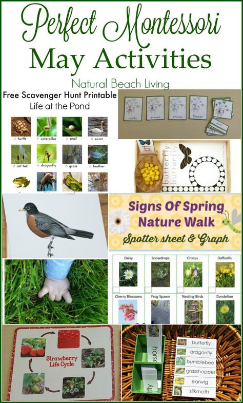 The Perfect Montessori May Activities, Pond theme, pond activities, strawberry life cycle and parts, Free printables, Insects, Sensory and more. Strawberry Life Cycle, Pond Activities, May Activities, Primary Montessori, May Themes, Nature Letters, March Ideas, Spring Themes, Montessori Printables