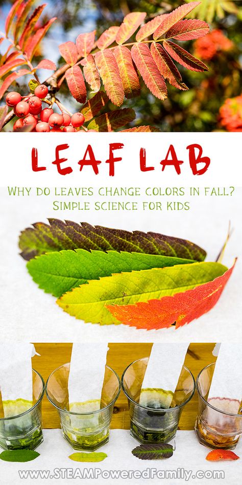 Leaves Experiment For Kids, Autumn Experiments For Kids, Nature Science Experiments For Kids, Leaf Experiments For Kids Science, Leaf Science Experiments Preschool, Fall Experiments For Kids, Fall Science Experiments For Kids, Why Do Leaves Change Color, Fall Science Activities