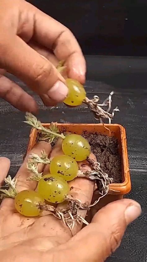 Growing Vegetables In Pots, Garden Hacks Diy, Grape Plant, Grafting Plants, Crafts For Kids Paper, Growing Fruit Trees, Small Vegetable Gardens, Vegetable Garden Planning, Plant Care Houseplant