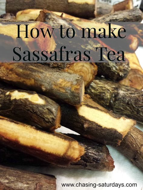 Sassafras Tea Benefits, Elixer Recipes, Sassafras Tea, Sassafras Tree, Native American Food, Wild Food Foraging, Foraging Recipes, Medical Herbs, Foraged Food