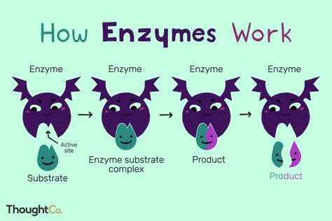 Defining an Enzyme Structure and Function Enzymes Biology, Biology Jokes, Biochemistry Notes, Biology Memes, Science Cartoons, Biology Humor, Biology Facts, Ap Biology, Biology Lessons