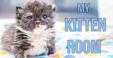 Click to meet seven orphaned kittens that are being cared for in Kitten Lady's new nursery Kitten Nursery, Cute Kitten Pics, Cats Tumblr, Super Cute Cats, Foster Kittens, Cat Care Tips, Kitten Rescue, Kitten Care, Cute Kitten Gif