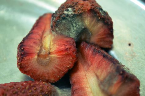 Rotting Fruit Decaying Fruit Photography, Rotting Fruit Photography, Rotten Fruit Aesthetic, Rotting Strawberry, Rotten Strawberry, Decaying Fruit, Paradise Rot, Moldy Fruit, Rotting Fruit