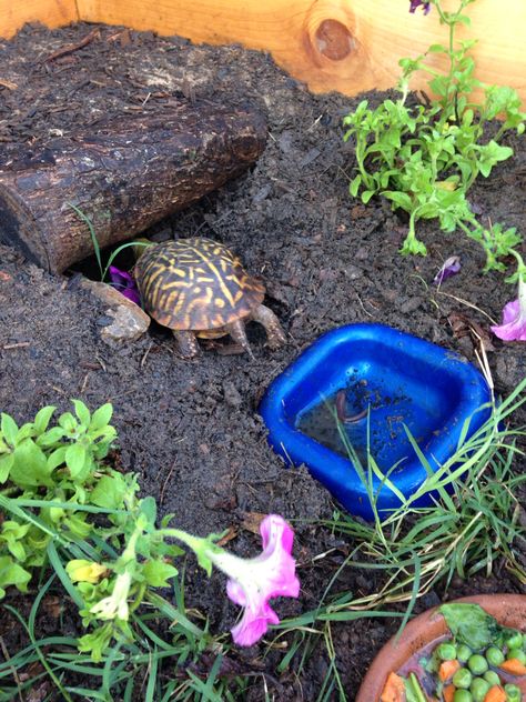 Ornate box turtle hiding spot in our enclosure Ornate Box Turtle Habitat, Turtle Tank Setup Ideas, Ornate Box Turtle, Tank Setup Ideas, Box Turtle Habitat, Preschool Pets, Turtle Tank Setup, Tortoise Diet, Animal Rescue Ideas