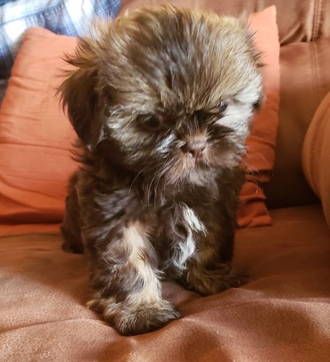 Exotic dobie marked Shih tzu Yorkie Shih Tzu Mix, Choco Liver Shih Tzu, Asian Fusion Shih Tzu, Brown And White Shih Tzu, Redlands California, Shih Tzu Puppies, Shih Tzu Funny Meme, California City, Shih Tzu Puppy