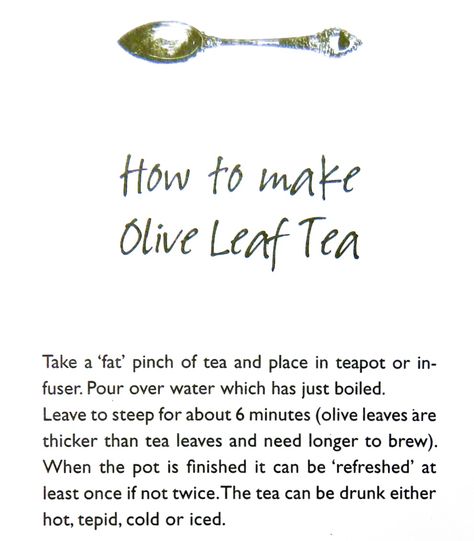 Olive Leaf Tea Benefits, Olive Leaf Benefits, Medicinal Teas, Olive Leaf Tea, Meditation Station, Witches Tea, Medicinal Tea, Wild Olive, Olive Leaves