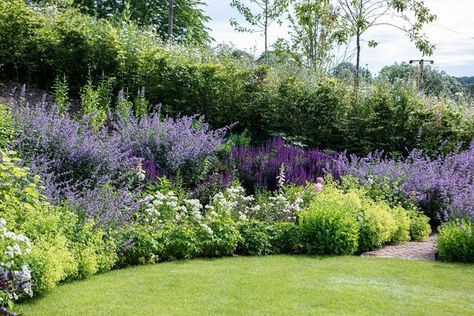 Emma Sims-Hilditch on Instagram: "Nepeta, or Cat mint as it’s commonly known, is one of my favourite summer border flowers, especially when mixed with lime green Achemilla Mollis, Lady’s Mantle . Easy to grow and very impactful." Ladys Mantle Companion Plants, Lady’s Mantle, Cat Mint, Lady's Mantle, Sloped Garden, Natural Garden, Garden Borders, Flower Border, Companion Planting