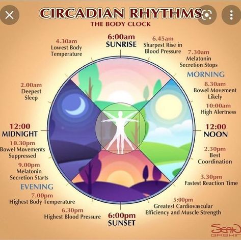 Higher To Health on Instagram: "Laws of eating in rhythm with your biological clock✨ There is a specific time every cell and organ functions different task in the body. For example, there is a time for eating, for digestion, for cleansing, and for assimilation. Research and learn more about your body's circadian rhythm💡 #highertohealth" Circadian Rhythm Chart, Recipe Quotes, Nurse Coach, Body Clock, Energy Medicine, Soul Healing, Endocrine System, Hormone Levels, Circadian Rhythm